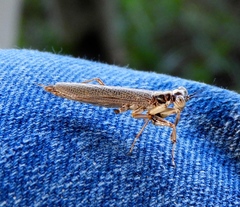 Mantoida maya