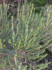 Erica scoparia