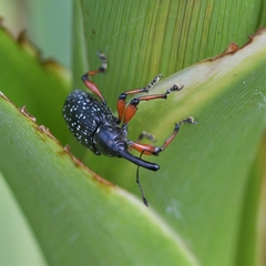 Heilipodus erythropus