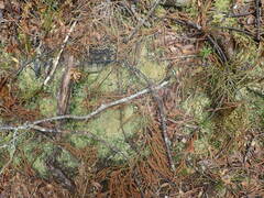 Trapeliopsis granulosa