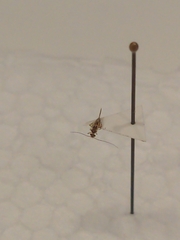 Graphopsocus cruciatus