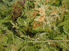 Trapeliopsis granulosa