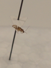 Graphopsocus cruciatus