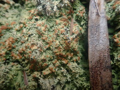 Trapeliopsis granulosa