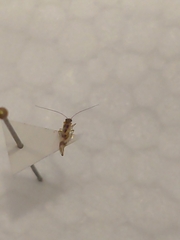 Graphopsocus cruciatus