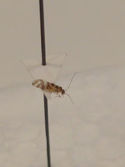 Graphopsocus cruciatus