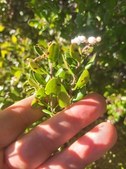 Arctostaphylos sensitiva