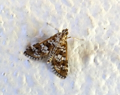 Nomophilini