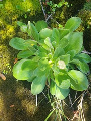 Craspedia uniflora