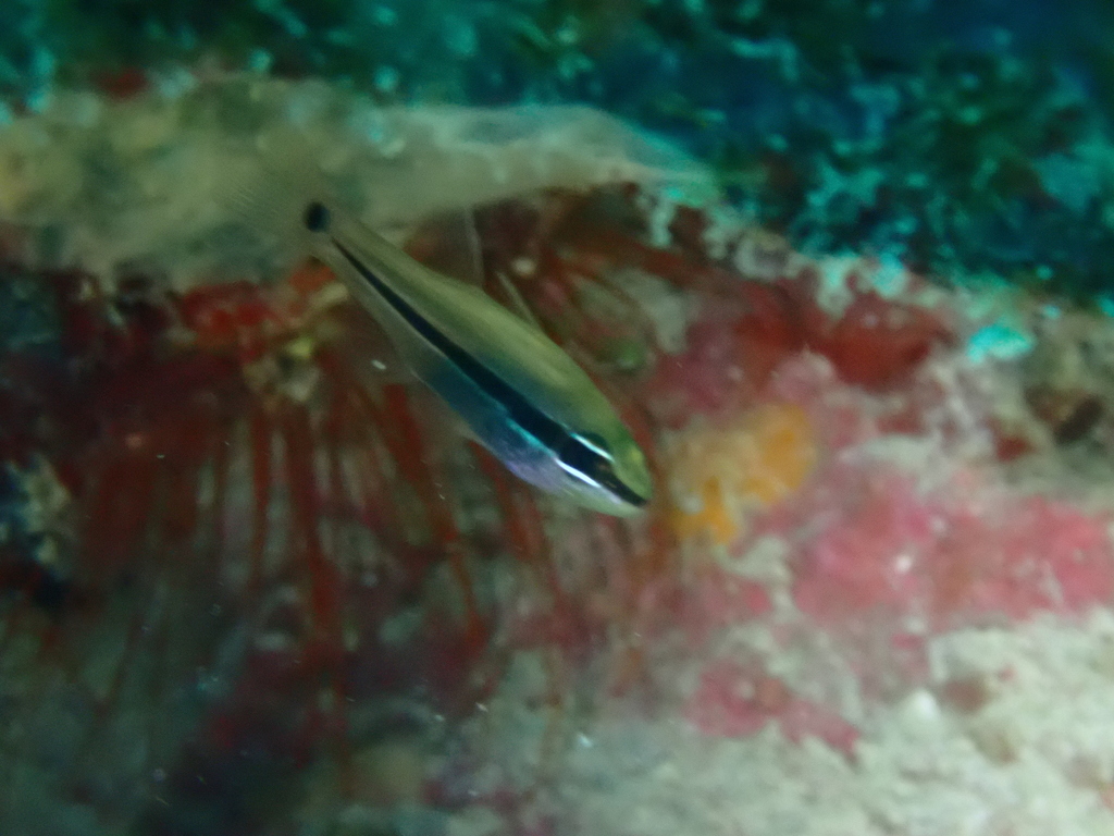bridled cardinalfish