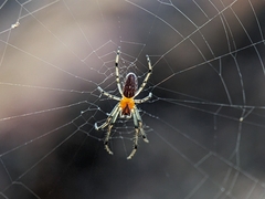 Alpaida veniliae