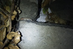 Sceloporus squamosus