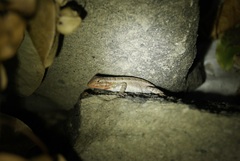 Sceloporus squamosus