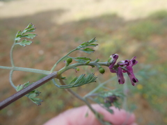 Fumaria parviflora