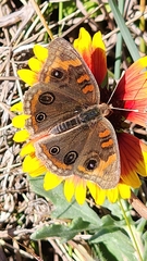 Junonia stemosa