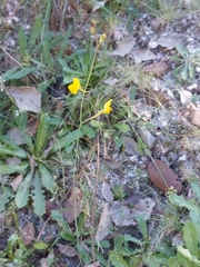 Linaria spartea