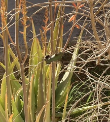 Calypte anna