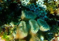 Sphenopidae