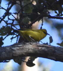 Chlorodrepanis virens
