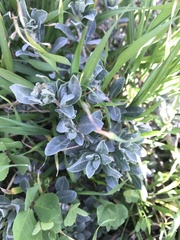 Extriplex californica