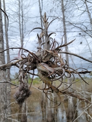 Tillandsia paucifolia