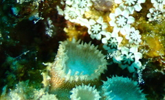 Sphenopidae