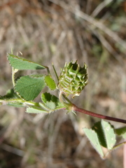 Medicago truncatula
