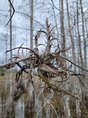 Tillandsia paucifolia