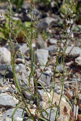 Sairocarpus kingii