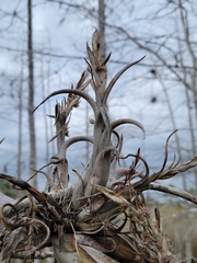 Tillandsia paucifolia