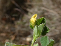 Medicago truncatula