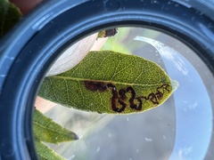 Stigmella myricafoliella