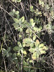 Eriogonum cinereum