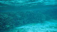 Acropora cervicornis