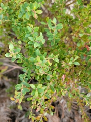 Vaccinium darrowii
