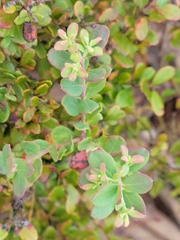 Vaccinium darrowii