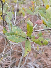 Quercus chapmanii
