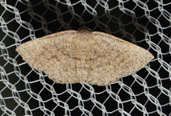 Casbia impressaria