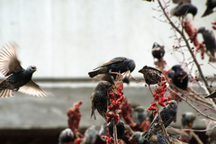Sturnus vulgaris