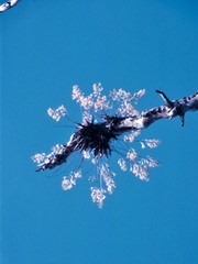 Dendrobium canaliculatum foelschei