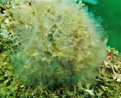 Clavelina oblonga