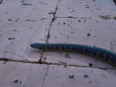 Atractus crassicaudatus