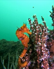 Hippocampus ingens
