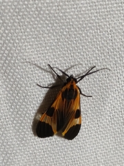 Dycladia