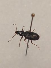 Agonum punctiforme