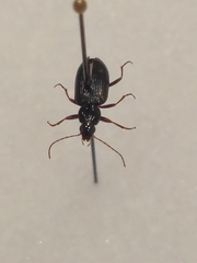 Agonum punctiforme