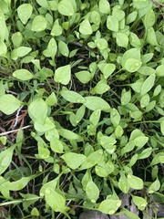 Claytonia perfoliata