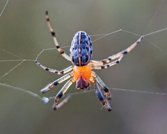 Alpaida veniliae