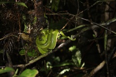 Bothriechis lateralis