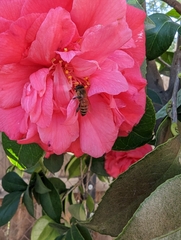 Apis mellifera